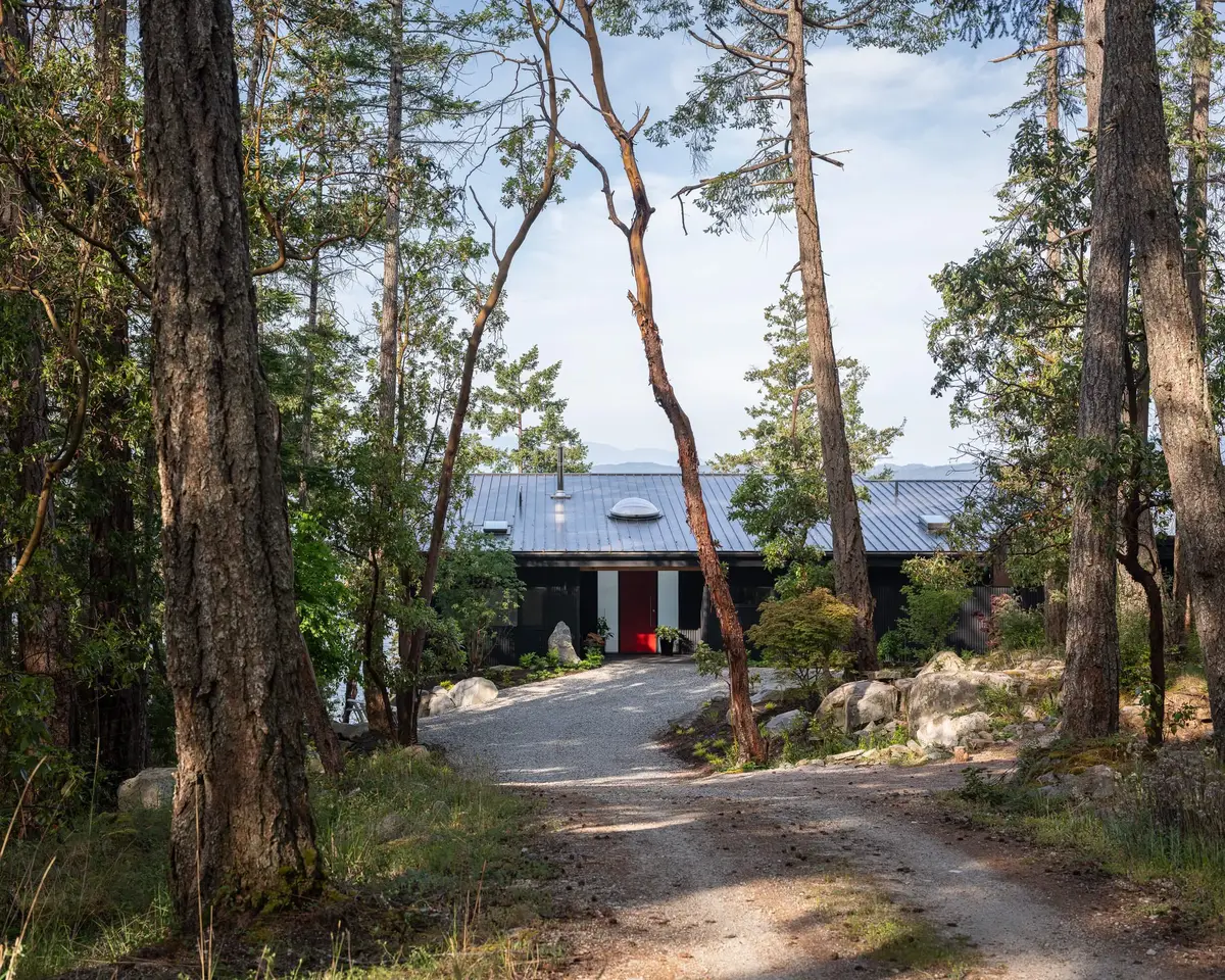 Gravel drive curving through tall firs to the low dark house