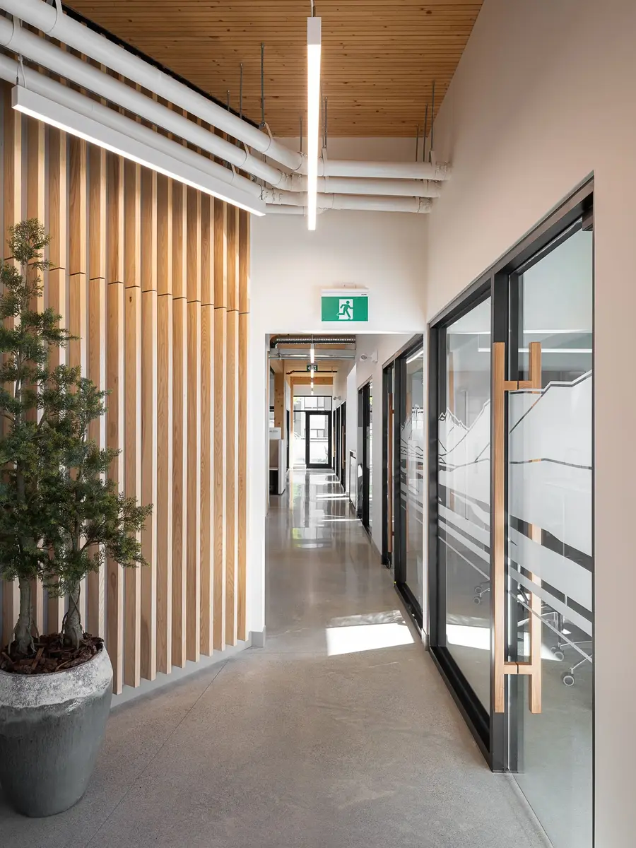 Corridor between a slatted wood wall and glass fronted meeting rooms, a potted tree at the corner