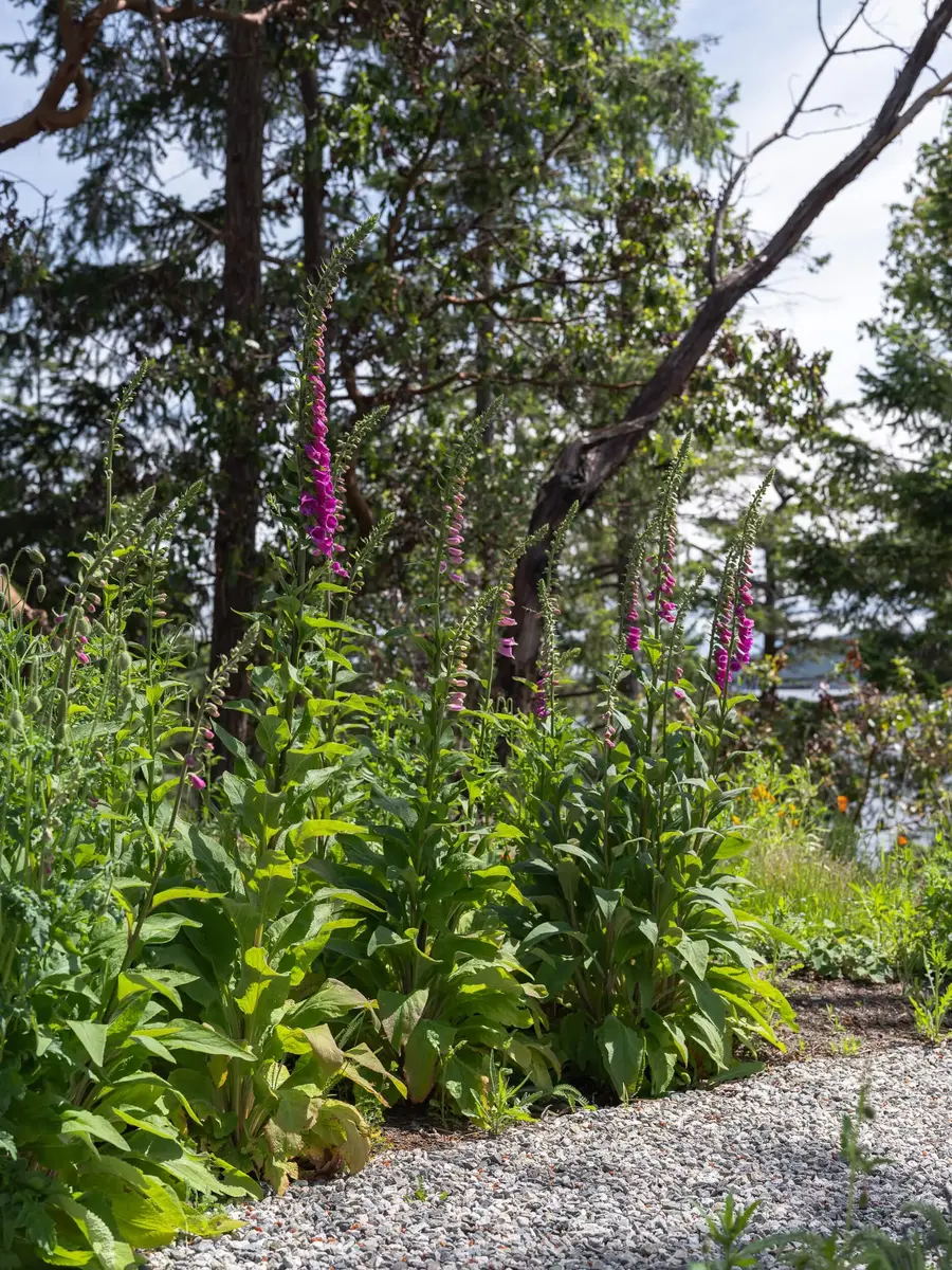 Foxgloves and low planting along the gravel path, water showing through the trees