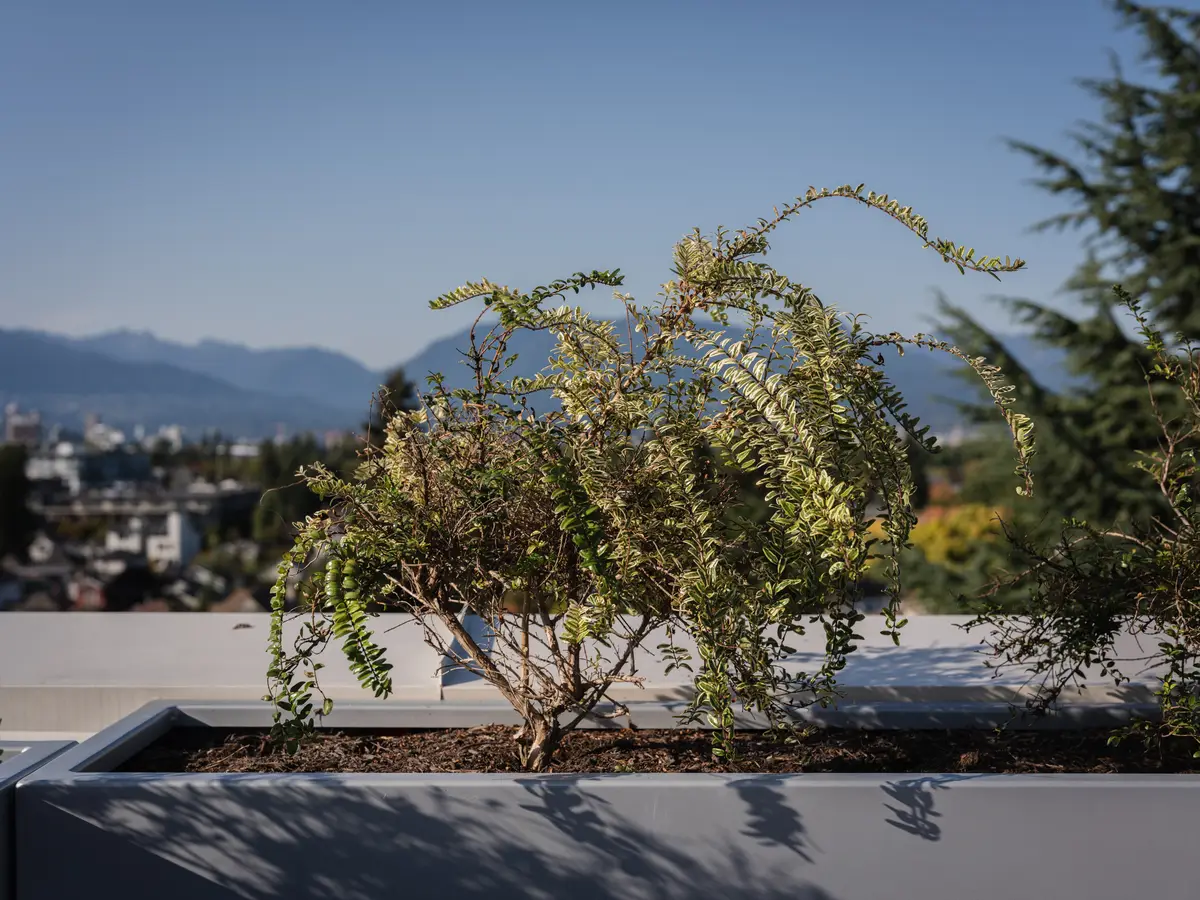 A shrub in a roof planter, mountains behind